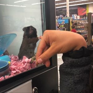 Meet your Posher, Emma